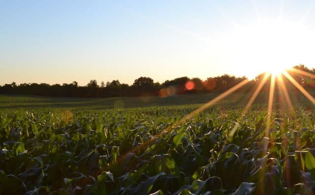 Solar Panels in Agriculture: Harnessing the Sun for Sustainable Farming